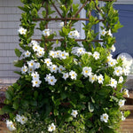 2 White Mandevilla Plants Live 4–7" Tall, Live Mandevilla Flowering Tropical Vines for Patio, Containers and Backyard Landscaping