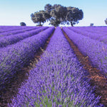 Set 2 Phenominal Lavender Plants Live, Lavender Flower Plant, 5 to 7 Inc Tall Gardening Indoor Outdoor