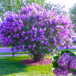 Common Lilac Tree Live Plant for Outdoor Spring Planting, 1 Year Old Tree 6-12" Tall in Quart Pot, Purple Lilac Trees