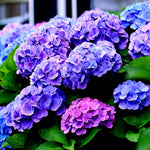 Hydrangea Plant Live Tree Dormant in Winter, Vibrant Color Bloom, 5-11" Well-Rooted Hydrangea Shrub Bush for House Planting Outdoor (Purple to Blue to Pink)