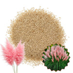 100 Pink Pampas Grass Seeds, Ornamental Grass Seeds for Planting, Perennial Pampas Grasses for Landscaping and Decoration