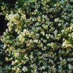 2 Star Jasmine Plant Live, Jasmine Flower Plants Fragrant Perennial Vine Garden, 4-7'' Tall