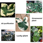 Colocasia Elephant Ears Live Plant, Alocasia Plant, Esculenta Taro Live Houseplant, 5-7 Inc Tall (Variegated)