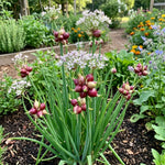 Set 10 Walking Onion Bulbs, Walking Onion Topset Bulb for Planting
