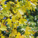 5 Sycamore Tree Plant Bare Roots, Large Shade Plant, Sycamore Plant Seedlings, No Leaves, 12 to 18'' Tall