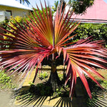 Palm Tree Live Plant, Fully Rooted in 3 Gallon Pot, Rare Tropical Plant Live for Indoor or Outdoor Growing, Rare Red