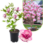 Magnolia Tree Live Plant 12 to 18 Inch Tall, Fragrant Magnolia Plant Live, Magnolia Bush Live Plant in Gallon Pot (Jane Magnolia)