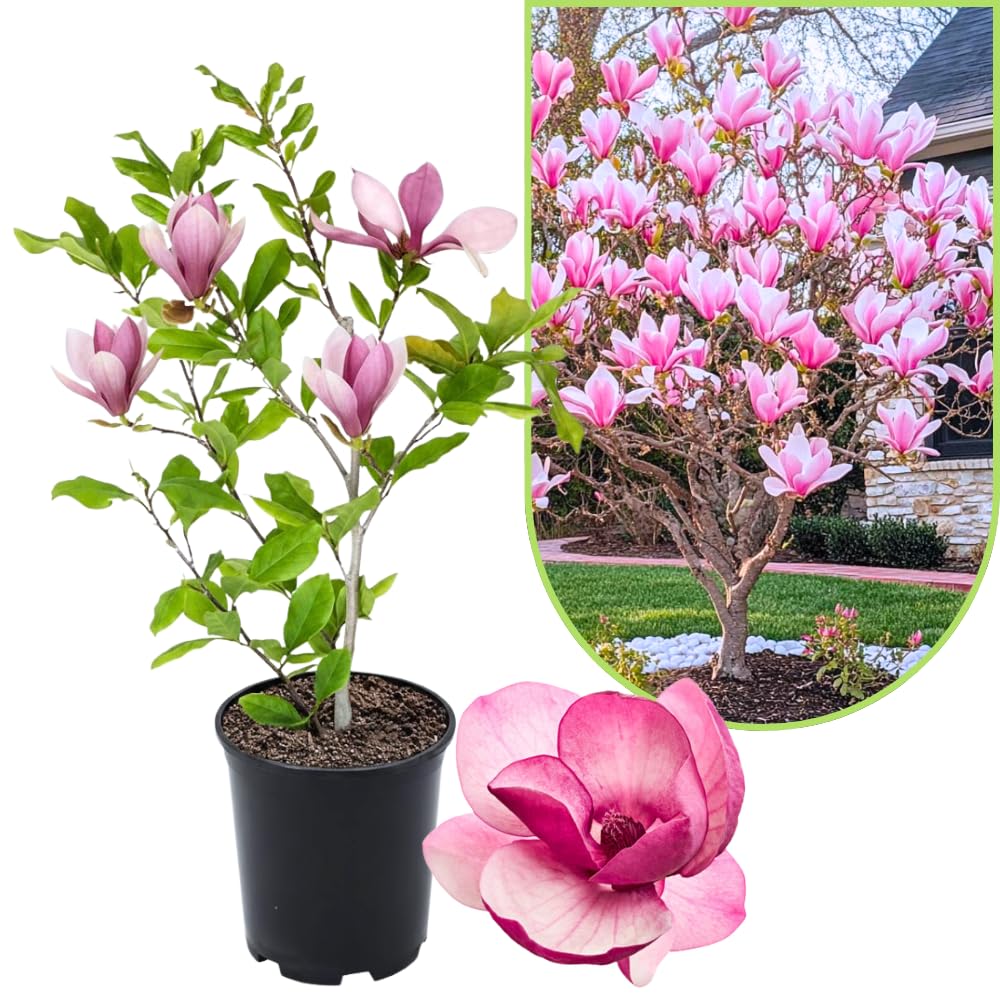 Magnolia Tree Live Plant 12 to 18 Inch Tall, Fragrant Magnolia Plant Live, Magnolia Bush Live Plant in Gallon Pot (Jane Magnolia)