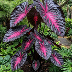 Pack 2 Alocasia Live Plant for Planting, Indoor Houseplant Alocasia Plant Live, 5 to 7 Inc Tall, Bare Root, Alocasia Colocasia Taro Plant for Ornamental Plants (Black Red Colocasia)