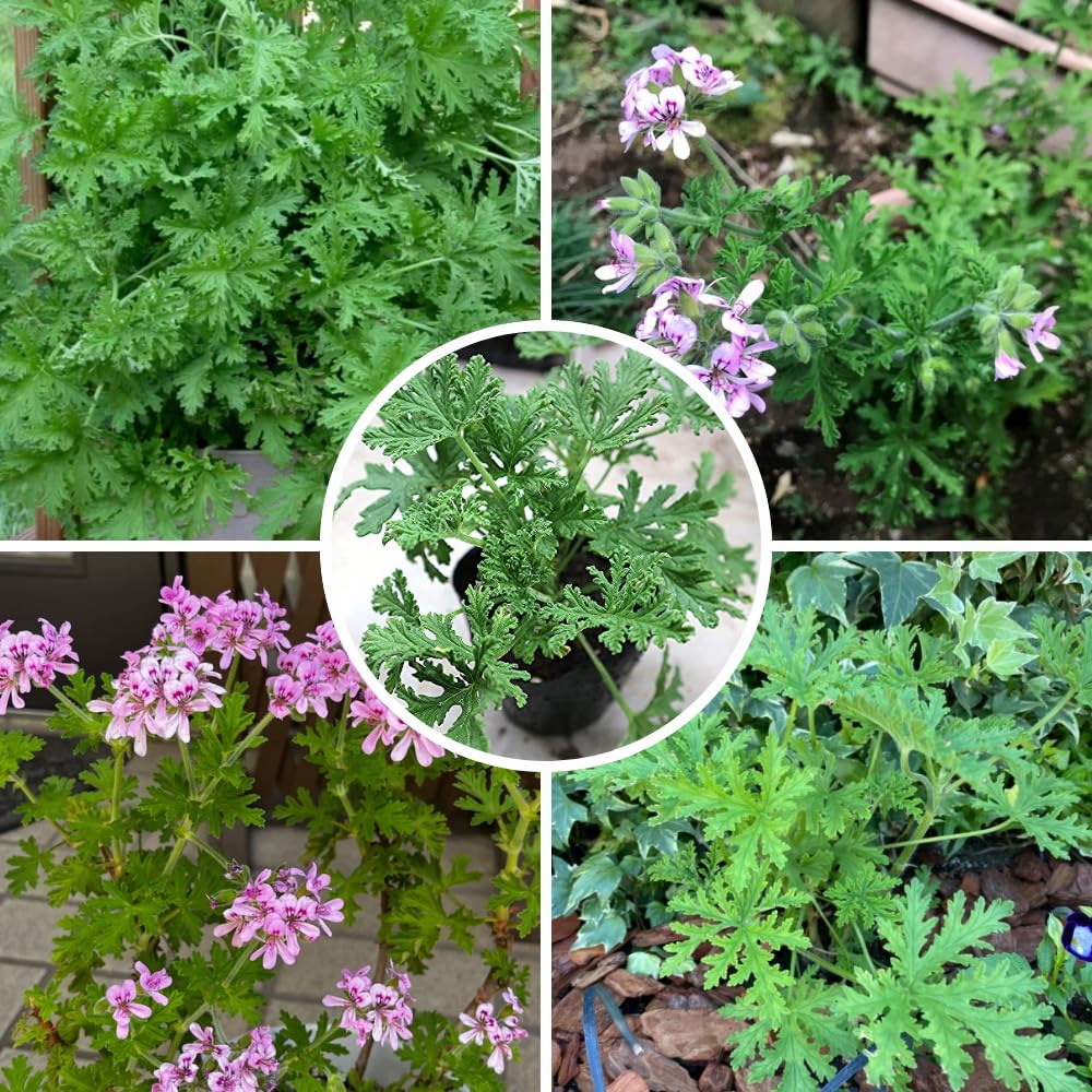 3 Live Citronella Plants,Citronella Geranium Plants Well Rooted 4-9 Inch Tall