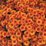 Chrysanthemum Plants Live 4 to 7 Inch Tall, Mum Live Plants, Vibrant Perennial Mums Plants for Planting in Garden (Deep Orange)