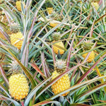 2 Gold Pineapple Plant Live 4-7 Inch Tall, Yellow Pineapple Fruit Plant, Sweet Fruit Plants for Growing in Garden