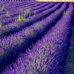 Pack 4 Phenominal Live Lavender Plants for Outside, Blue Purple Lavender Plants No Pot, 5-7" Tall Gardening Indoor Outdoor Spring Planting