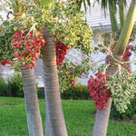 Palm Tree Live Plant Indoor Outdoor, Rare Succulent Palm Houseplant for Indoor or Outdoor Growing, 1 Gallon Pot, Bright Red Fruit
