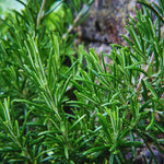 Set 3 Rosemary Plants Live, Blue Rosemary Live Plants, 3 to 5 Inc in Height