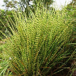 2 Zebra Grass Plants Live for Spring Planting, Size 5-9" in Tall, Oranamental Grass for Outdoor Indoor