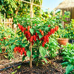 Hot Pepper Plant Live for Planting, Pepper Plant in 4 Inc Pot, 4-6 Inc Tall, Well Rooted, Hot Peppers Starter Plant for Indoor Outdoor Growing, 2 Plants in Pot