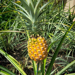 2 Pineapple Plants Live to Grow 5 to 8 Inch Tall, Sweet Pineapple Fruit Tree Live Plant for Outdoor (Gold Pineapple)