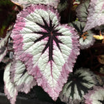 2 Live Begonia Angel Wing Maculata Set, Size 5-9 Inch Tall, Assorted Polka Dot Begonia Plants, Indoor Outdoor Decorative Houseplants (Fire)