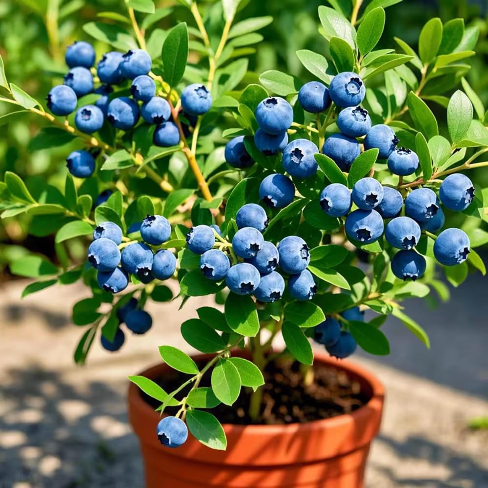 2 Legacy Blueberry Bush Live Plant, Blueberry Plants Live for Planting 5 to 8 Inch Tall, Sweet Blueberries Fruit Seedlings