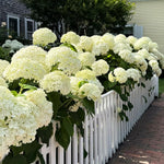 2 Hydrangea Plant Live, Hardy Hydrangea Bush Shrub for Outdoor Garden Planting, Bare Roots Dormant 6-12 Inch (Lime Hydrangea)
