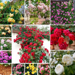 Pack 2 Mix Climbing Rose Live Plants Bushes Fragrant Well Rooted - No Leaf - Cut Back for Summer Planting (Stripes Rose and Red Orange)