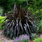 2 Fountain Grass Plants Live, 5-9 Inch Tall Ornamental Grass Live Plants for Landscaping and Garden Borders (Black Fountain Grass)