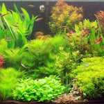 Aquarium Water Grass Seeds, 100 Aquarium Plant Seeds, Water Grass Ground Covering Plant Seed, Grass Seed for Ground Covering