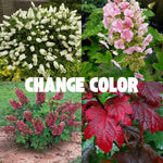 Hydrangea Plant Live Tree Dormant in Winter, Vibrant Color Bloom, 5-11" Well-Rooted Hydrangea Shrub Bush for House Planting Outdoor (Ruby Slipper)