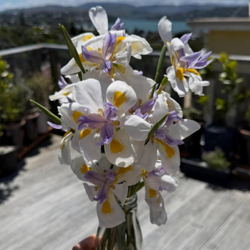 2 African Iris Live Plants, White Bloom Perennial Flowers, 3-5'' Tall, Flowers for Indoor Outdoor Growing
