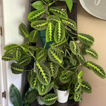 Lemon Lime Maranta Prayer Plant, Lemon Lime Prayer Plant, 4-6 Inch Tall, Rare Houseplant, Live House Plant for Home and Office Decoration