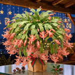 4 Christmas Cactus Plants Live, 5-9 Inch Tall (Salmon)