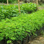 Moringa Tree in 4" Pot, Moringa Live Plants, 6-10'' Tall, Oleifera Drumstick Horseradish Ready to Grow Outdoor, No CA, Full Sun