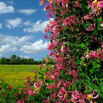 2 Purple Leaf Honeysuckle Plants Live for Planting, Fragrant, Easy to Grow, Perfect for Landscaping, No Pot, Ideal for Trellises Fences, Climbing or Bush, Rooted Cutting 8-12", Dormant No Leaf