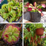3 Mix of Green, Red Fly Trap Live Plants and Pitcher Plant Nepenthes, Exotic Tropical Collection, Starter Size, Each Type One Plant