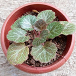 Strawberry Begonia Live Plant, Variegated Saxifraga Plant, Begonia Live Plant, Variegated Foliage, 3.25 Inches Pot for Planting