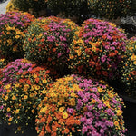 3 Hardy Chrysanthemum Plants Live, Mixed Mums Plants Live, 5 to 7 Inc Tall, Chrysanthemum Flowers Perennials Gardening Outdoor