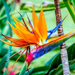 2 Orange Bird of Paradise Live Plants, Strelitzia Reginae Well-Rooted Tropical Perennial Blooming, 5-9 Inches Houseplant Decor Indoor Outdoor, No Pot