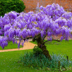 Wisteria Tree Live Plant, Fragrant Flowering Vine in 2.5'' Pot, Blooming Wisteria Tree fot Container and Garden Growing