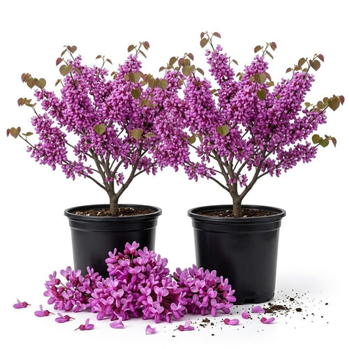 2 Eastern Redbud Trees Live, Hardy Flowering Landscape Tree, 6-12" Tall