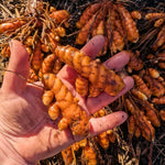 Set 8 Turmeric Roots for Planting, Fresh Yellow Turmeric Root, Curcuma Longa, Ready for Indoor Outdoor Gardening