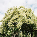 3 Cold Hardy Kiwi Plants Live, 4-6 Inches Tall, Hardy Kiwi Vine Starter Plants for Outdoor Growing