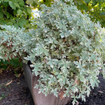 2 Variegated Scented Geranium Plants Live 4–7 Inches Tall, Fragrant Flowering Geranium Herb Plant, Indoor Outdoor Container Plant for Garden