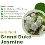 Grand Duke Jasmine Live Plant in Half Gallon Pot, Fragrant Flowering Jasmine, Well Rooted, Indoor Outdoor Planting