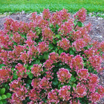 Hydrangea Plant Live Tree, Red Pink to White Color Bloom, 5-10" Well-Rooted Hydrangea Shrub Bush for House Planting Outdoor, Dormant