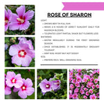 Althea Rose of Sharon Bush Live Plants in Pot, Hibiscus Plant Live, Fragrant Rose of Sharon Plant, from 6 to 13 Inch Tall (Pink)