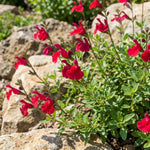 3 Red Salvia Sage Plants 4–7" Tall, Perennial Live Flowering Garden Plants for Outdoor Growing, Vibrant Salvia Plant Starter