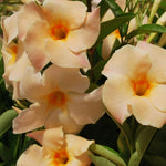 2 Peach Mandevilla Plants Live 4–7" Tall, Live Mandevilla Flowering Tropical Vines for Patio, Containers and Backyard Landscaping
