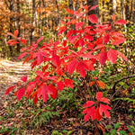 Sassafras Tree, Outdoor Landscape Shrub, 1-2 Ft Tall
