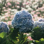 Blue Hydrangea Plant Live, Blue Blooming Flower, 1-1.5 Ft Tall